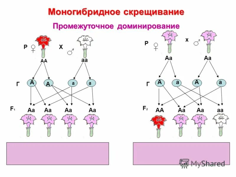 Моногибридное скрещивание первое поколение. Моногибридное скрещивание 1:1. Моногибридное скрещивание схема скрещивания. Схема при моногибридном скрещивании. Генетическая схема моногибридного скрещивания.