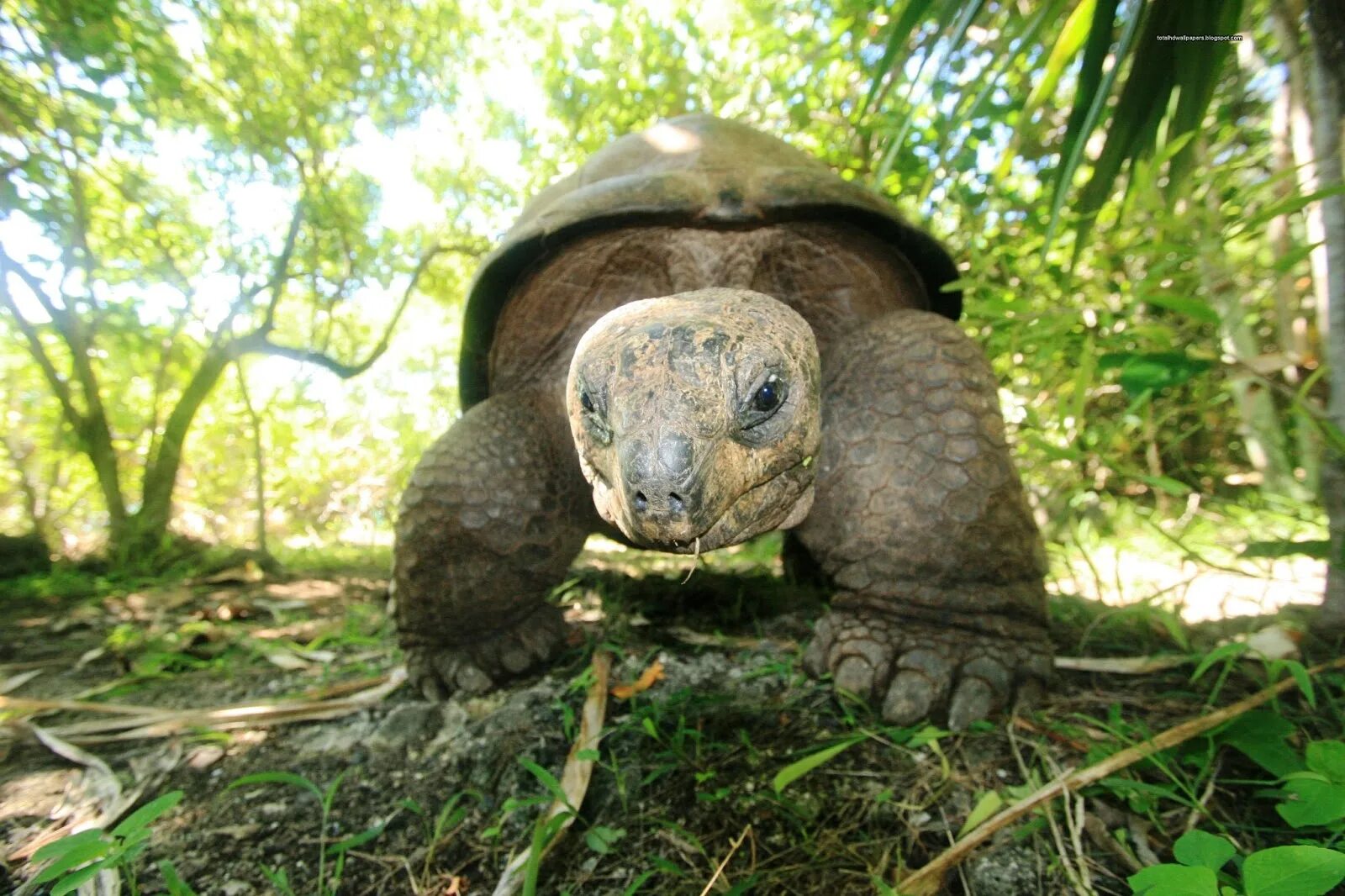 Черепахи живут 300. Суматранская черепаха. Черепаха Марион. Лесная черепаха Сулавеси. Черепахи тропического леса.