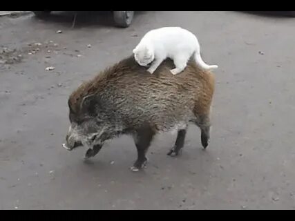 Cat pig