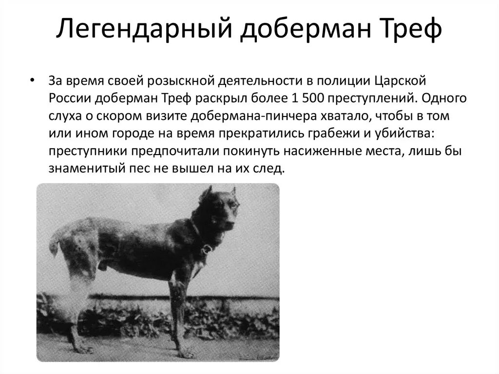 Интересные факты о доберманах. Факты о доберманах. Факты о доберманах интересные и полезные. Разновидности доберманов. Джек рассел и доберман.