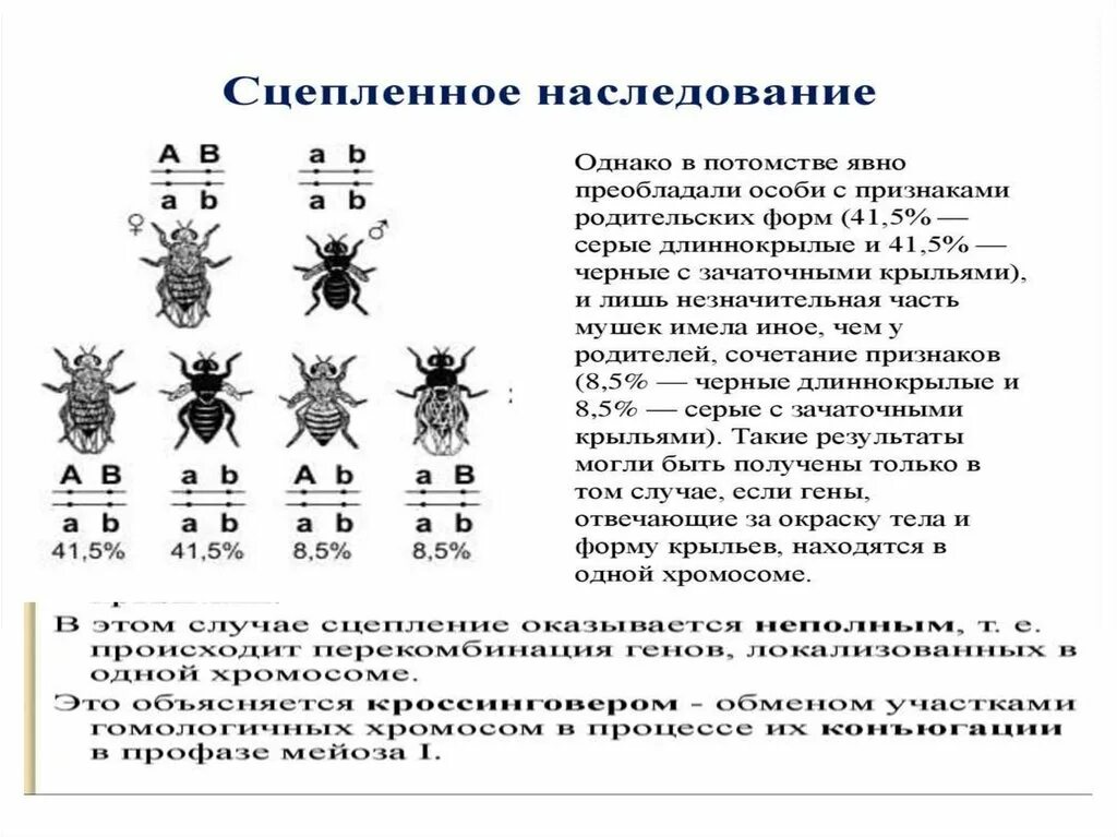 Сцепленное наследование генов и признаков