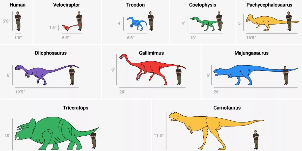 Сравнение динозавров. Размеры динозавров в сравнении с человеком. Динозавры по сравнению с человеком. Динозавры по размерам. Динозавры в сравнении с человеком.