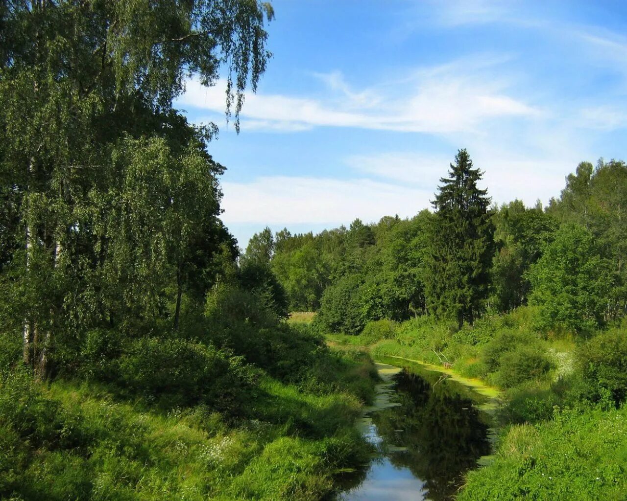 Река Лесная Веркуша. Река Березка Тверская область. Река берёза Тверская область. Природа.