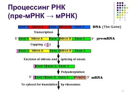 Процесс созревание рнк