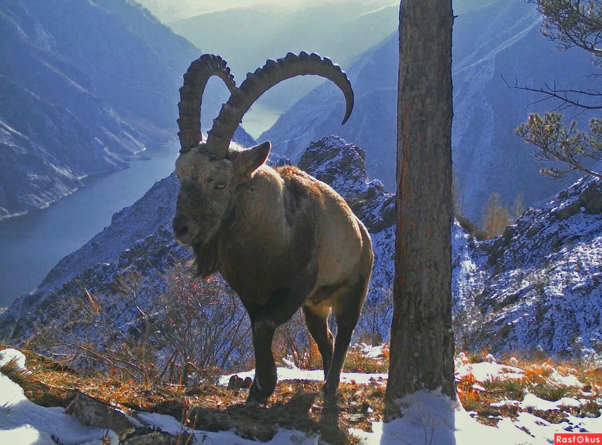саяно-шушенский заповедник барсук. флора саяно шушенского заповедника. саяно-шушенский биосферный заповедник. саяно шушенский заповедник животные. саяно-шушенский заповедник горный козел.