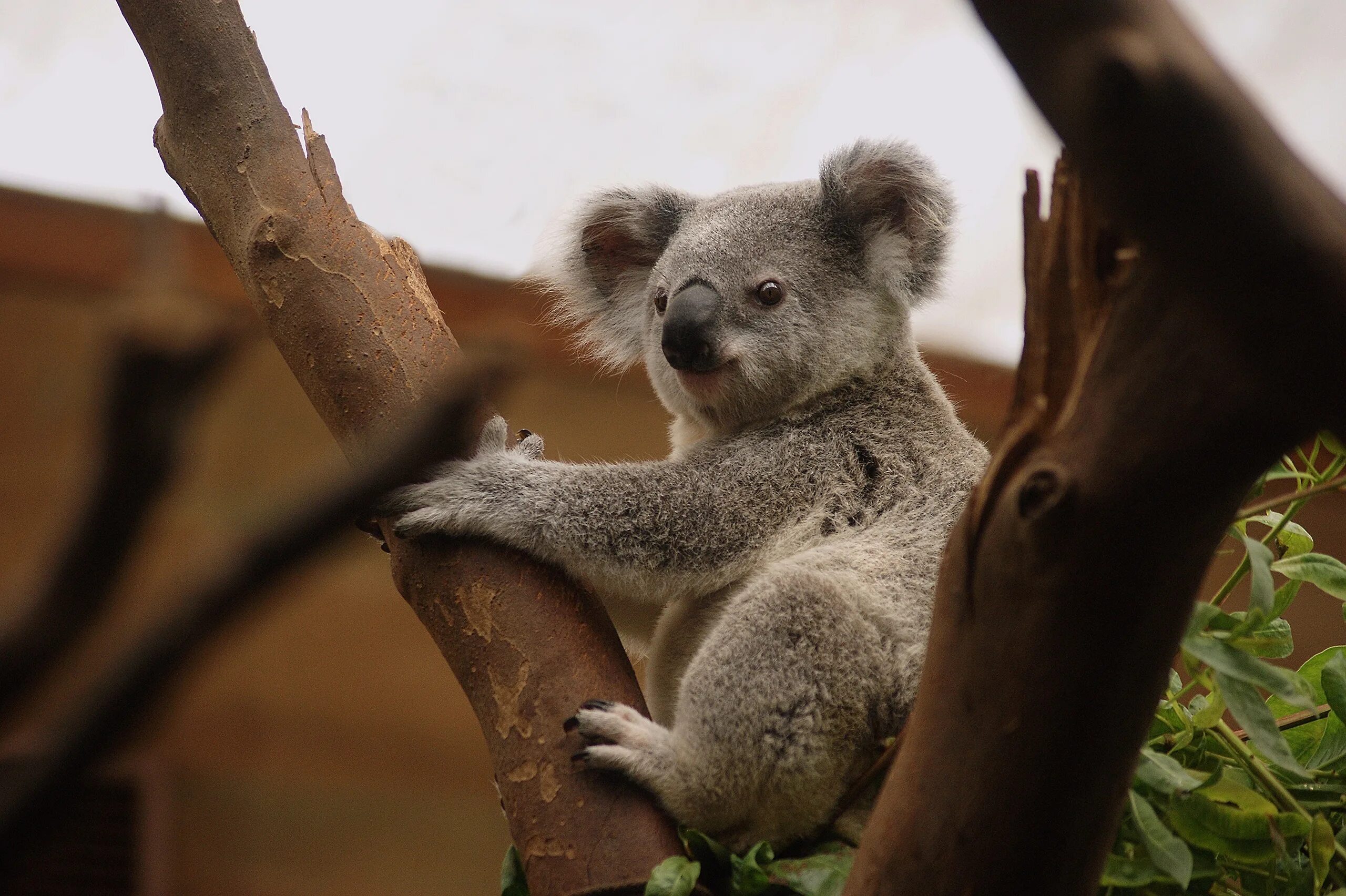 Изображение коал. Коала в Австралии. Коала в Московском зоопарке. Коала на бамбуке. Мишка коала.