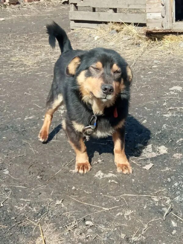 Приют для животных вичуга добрый дом. Приют для собак в вичуге добрый. Приют "добрый дом"(г. Приют добрый дом вичуга. Приют для собак в вичугском районе.