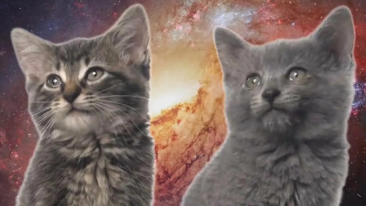 Коты 10 часов. Котики поют в космосе. Котята поют в космосе. Котенок поет. Котик Meow.