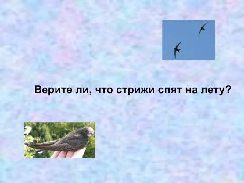 Стрижи спят на лету. Как спят Стрижи. Стрижи могут спать на лету. Отчего стрижи стали беспокоиться