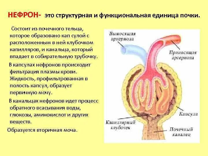 Какая кровь в капиллярном клубочке нефрона. Нефрон структурная и функциональная единица почки. Какова структурно функциональная единица почки. Нефрон структурно-функциональная единица почки ЕГЭ. Структурно функциональная единица почечного тельца.