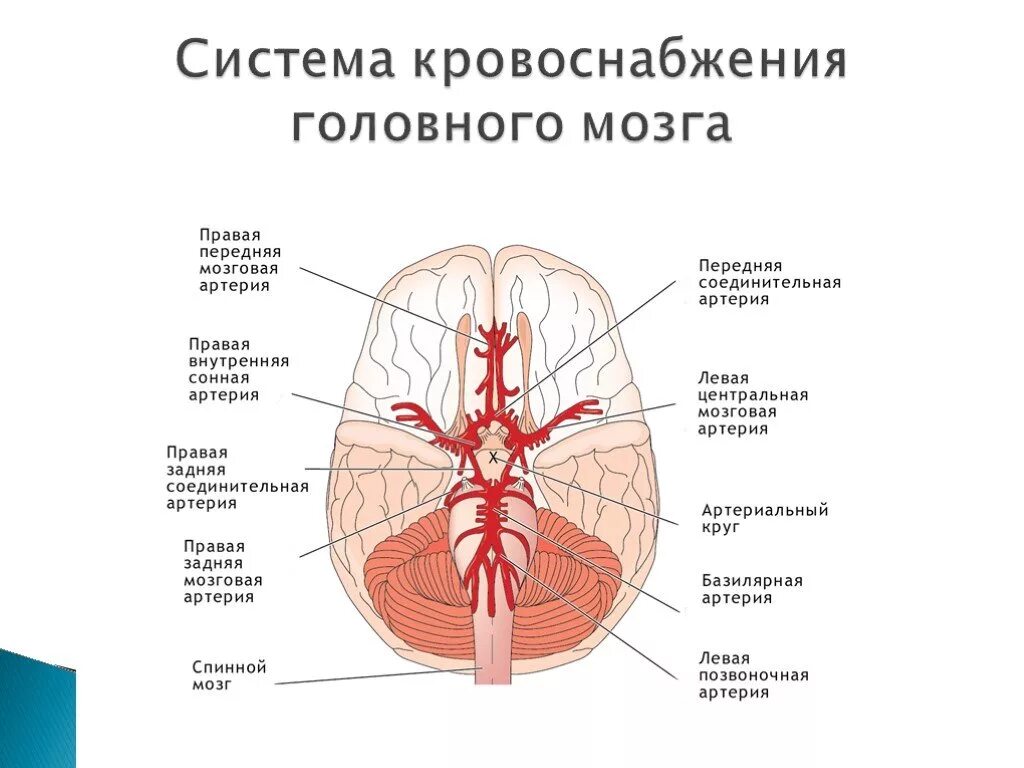 Виллизиев круг сосуды. Кровоснабжение головного мозга схема Виллизиев круг. Артерии образующие артериальный круг мозга. Кровоснабжение головного мозга анатомия Виллизиев круг. Большой артериальный (Виллизиев) круг головного мозга.