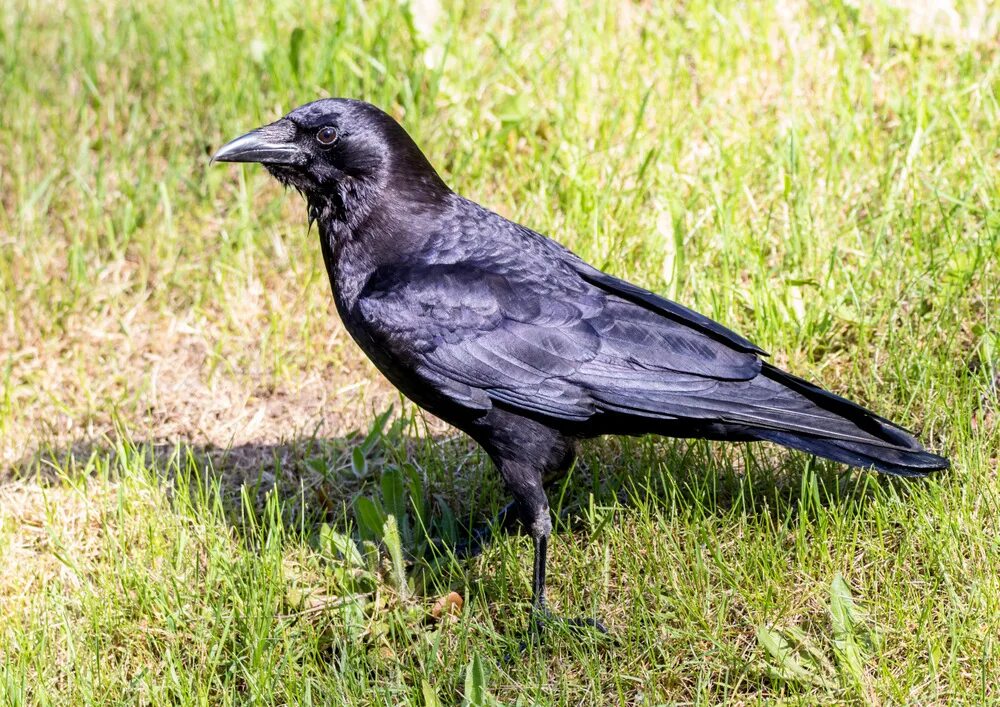 Новокаледонский ворон. Ворон умная птица. Вороны в америке. Нужны ли вороны. Тизали ворона.