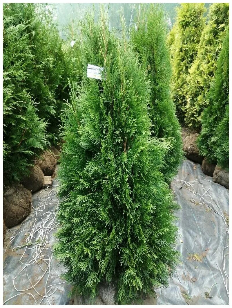 туи калининград