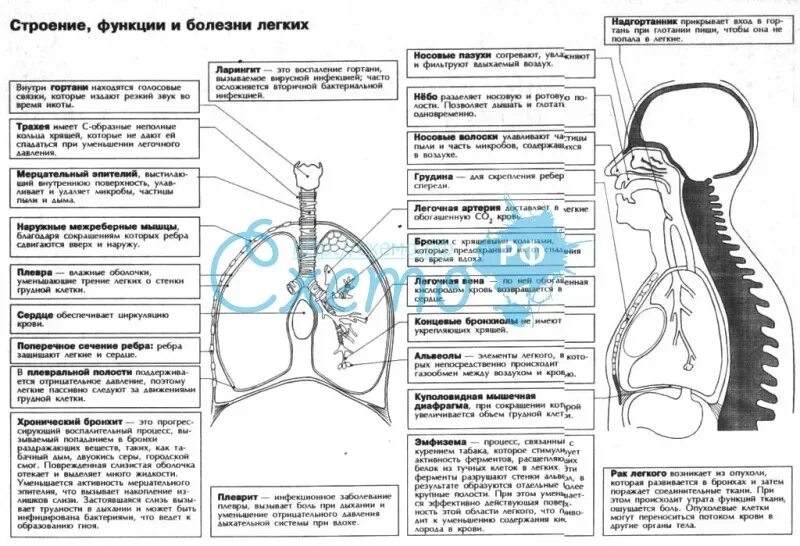 Анатомия человека в таблицах и схемах Резанова. Дыхательная система таблица анатомия. Таблица по органам дыхательной системы. Шпаргалки по анатомии.