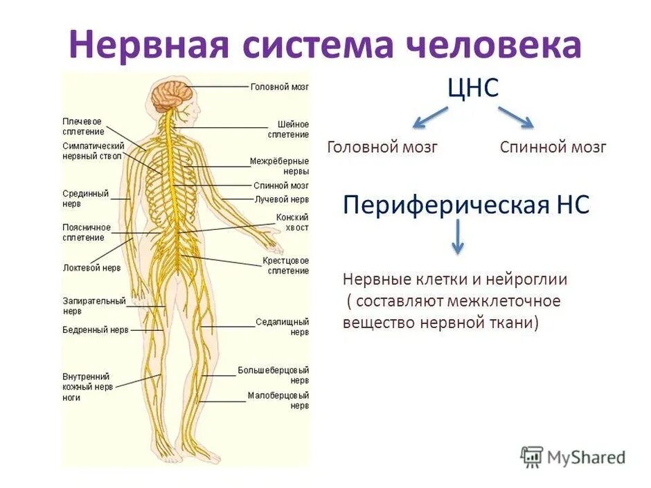 Органы которые входят в нервную систему