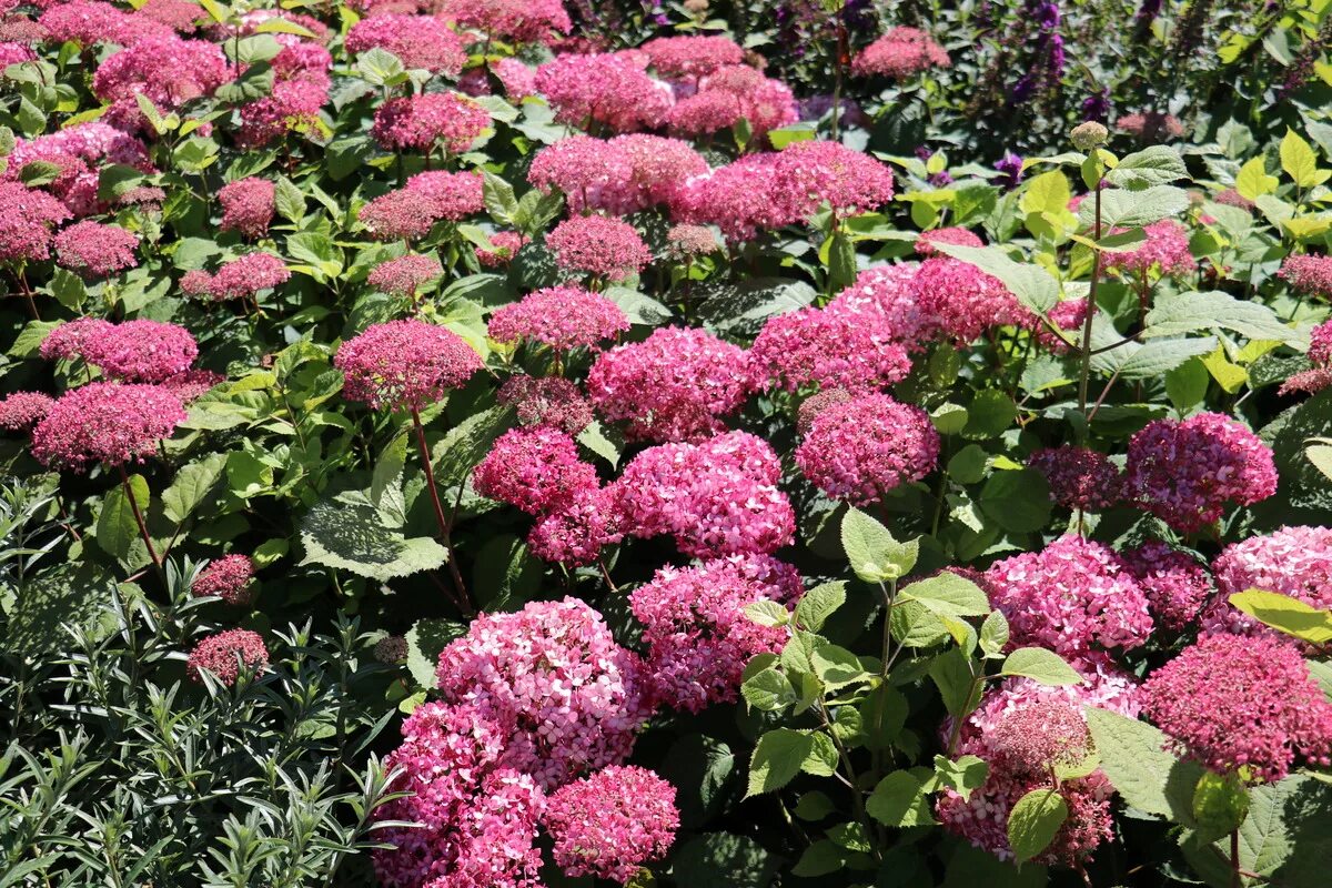 Пинк аннабель. Пинк аннабель. Пинк аннабель. Пинк аннабель. Пинк аннабель.