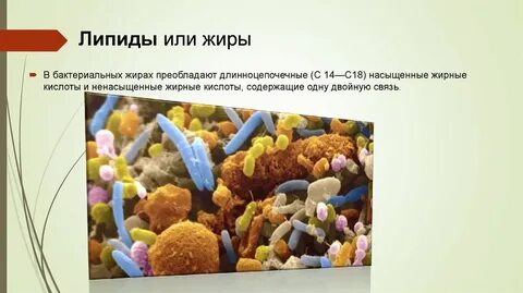 В жирах бактерии