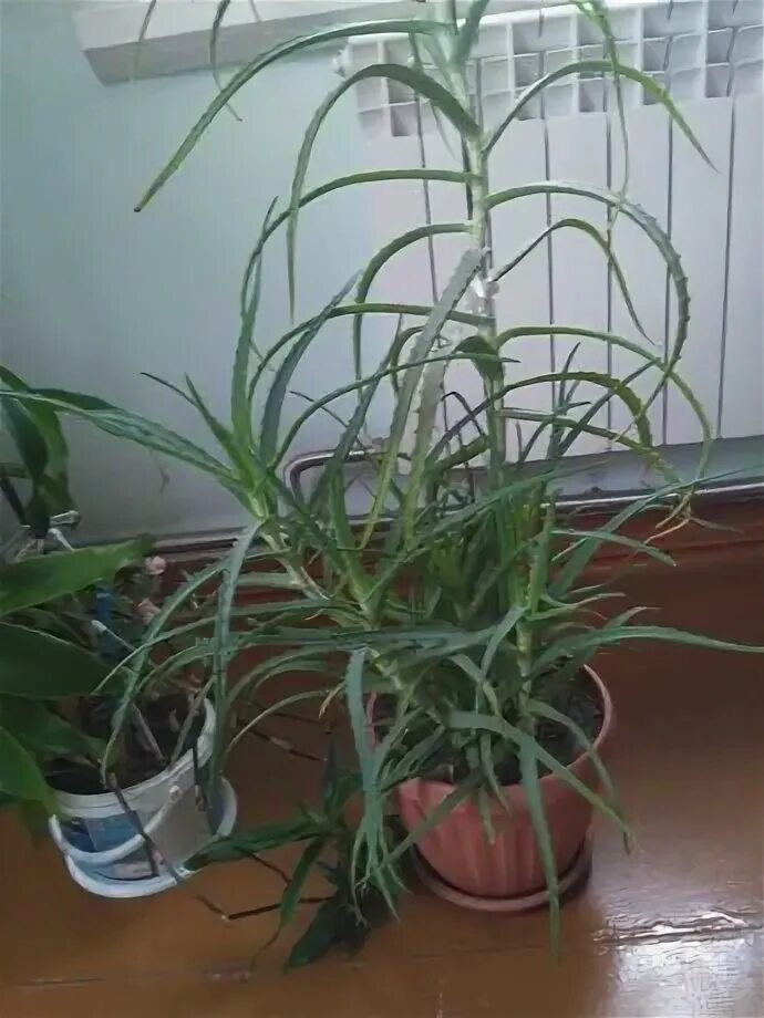 Алоэ золотой ус