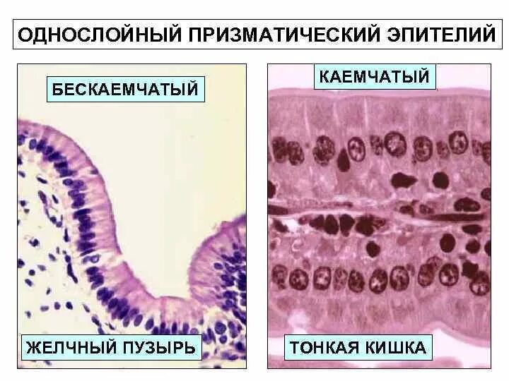 Эпителий клетки цилиндрического эпителия слизь