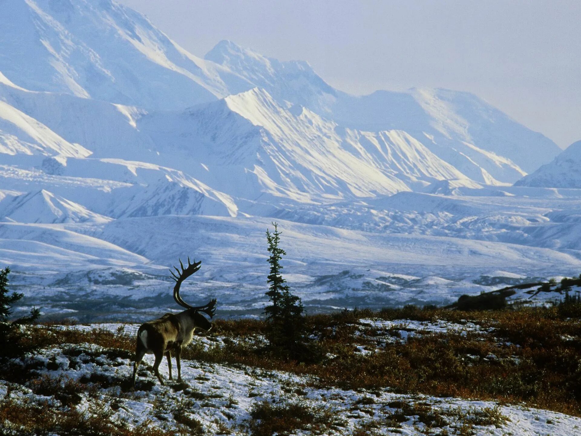 Обитатели аляски. Национальный парк Денали Аляска. Национальный парк Денали Аляска Дикая природа. Тундра Аляски. Аляска тундра штат.