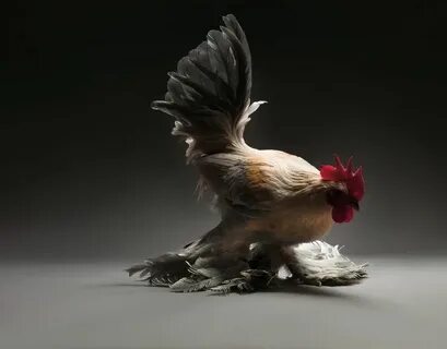 Курица необыкновенная