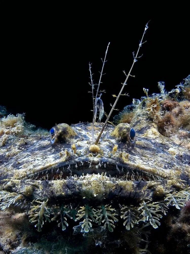 Глубоководное сообщество. Обитатели морских глубин. Глубоководные морские обитатели. Страшные морские обитатели. Подводные жители океана.