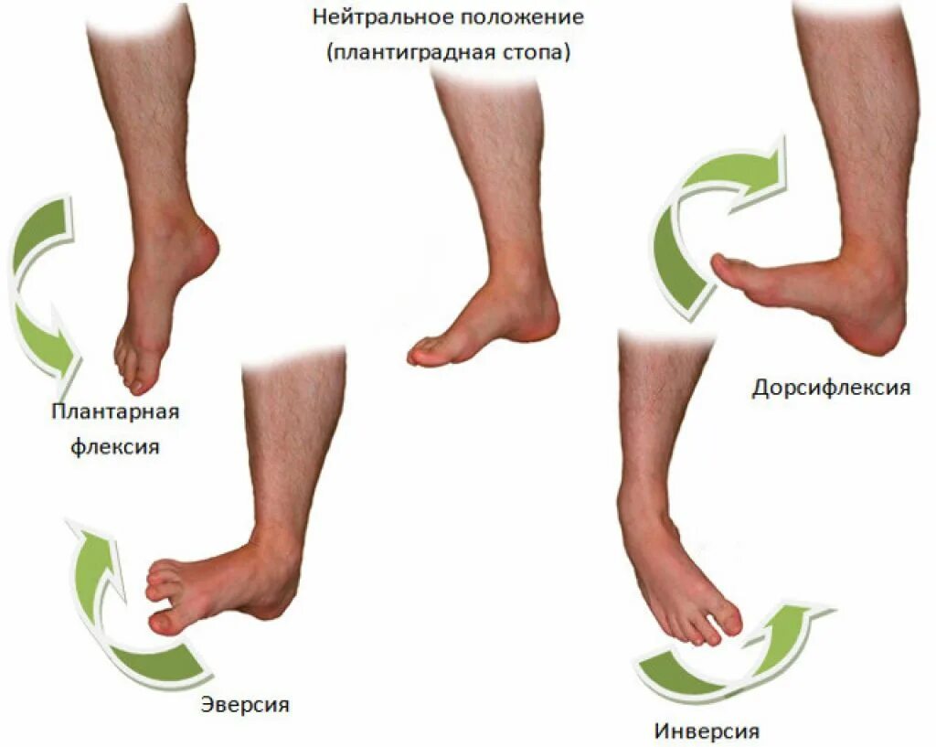Движения стопы. Сгибание стопы. Подошвенная флексия стопы. Тыльное сгибание и пронация стопы.
