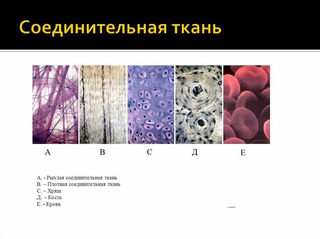 Какие органы входят в соединительную ткань. Соединительная ткань человека. Соединительная ткань человека анатомия. Рыхлая соединительная ткань 8 класс биология. Рыхлая соединительная ткань Тип ткани.