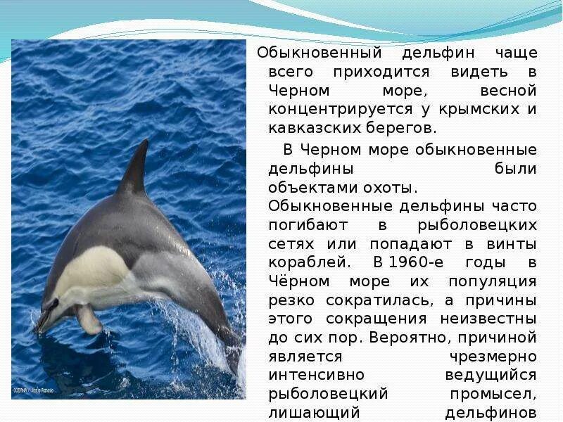 Легенда поведала о дельфине как понять выражение