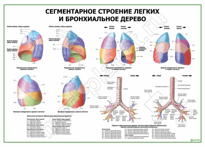 бронхиальное дерево сегменты. анатомия трахеобронхиального дерева схема. долевые и сегментарные бронхи. сегментарное строение бронхиального дерева. бронхиальное дерево сегментарные бронхи.