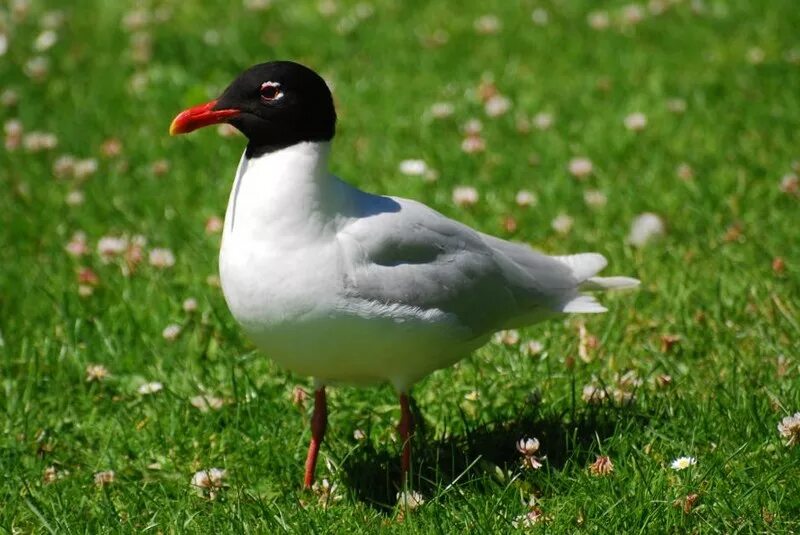 Черноголовая чайка. Черноголовый хохотун Чайка. Larus melanocephalus. Черноголовая срйка.