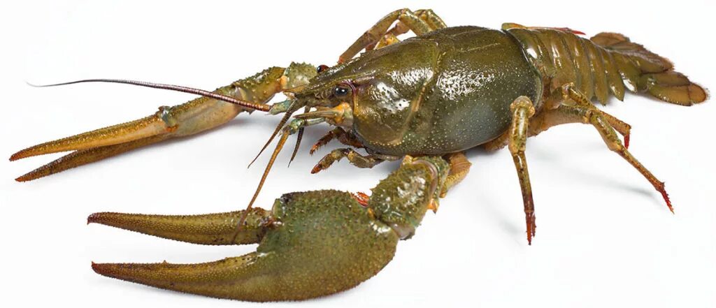 Онкология поражения органов. Рак'гол. Ракка неразрушенная фото. Конечности ракообразных. Вкусный рачок.