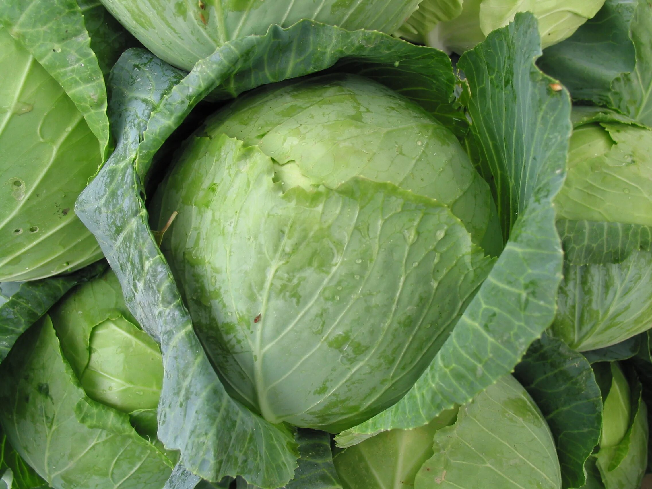 Под названием капуста. Капуста Cabbage f1 характеристика. Капуста белокочанная Куизор f1.