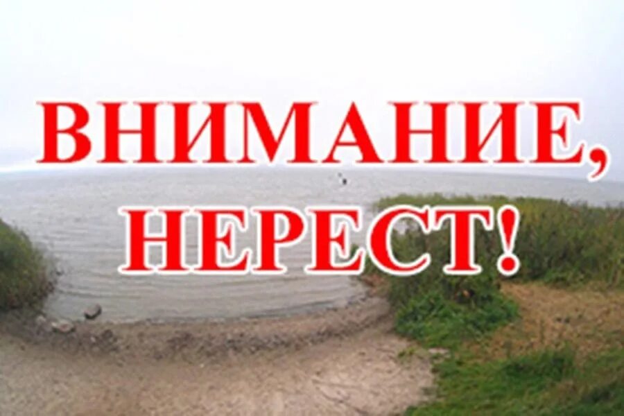 Нерестовый запрет 2024 в ставропольском крае. Внимание нерест. Внимание нерест рыбалка запрещена. Внимание нерест картинки. Внимание нерестовый запрет фото.