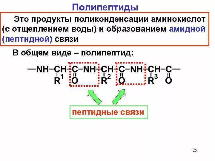 Соединение мономеров белка. Полипептидное строение белков. Понятия пептиды полипептиды и белки. Пептидная связь аминокислот формула. Полипептид формула.