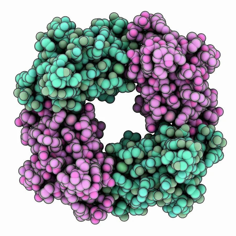 Содержат пигмент родопсин. Родопсин. Rhodopsin. Stereoview of rhodopsin. Родопсин дори цена.