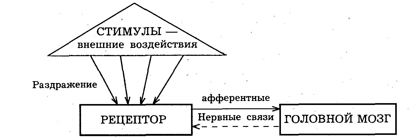 Схема видов стимулов в организации. Таблица стимулов и мотивов. Сочетание стимулов. Инструментальные рефлексы физиология. Этапы формирования условного рефлекса.