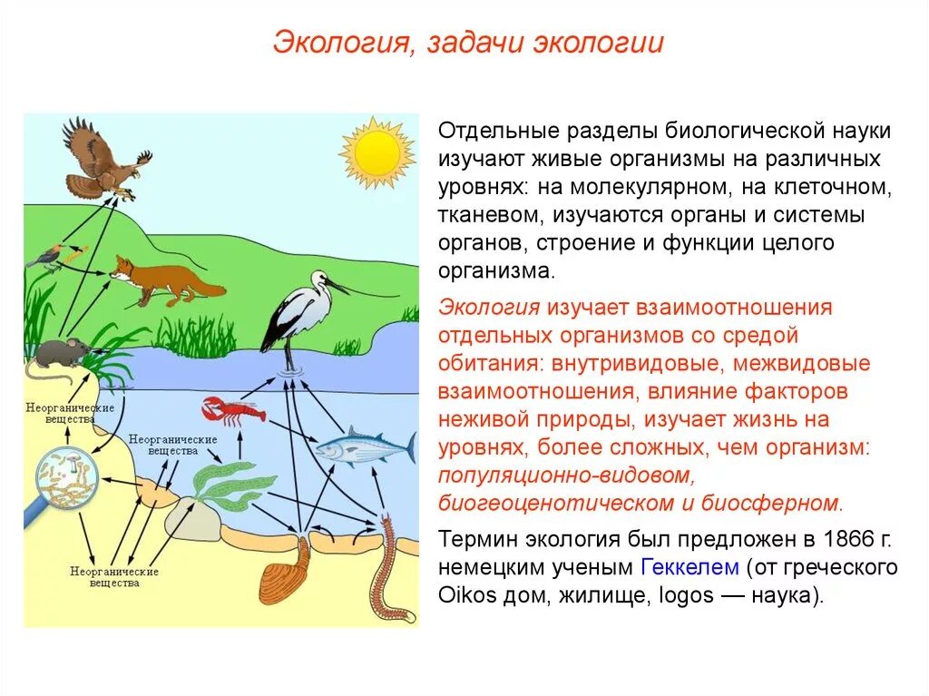 Схема биогеоценоза. Экологические системы в природе. Источники энергии в экосистеме. Взаимосвязи организмов в природных сообществах.