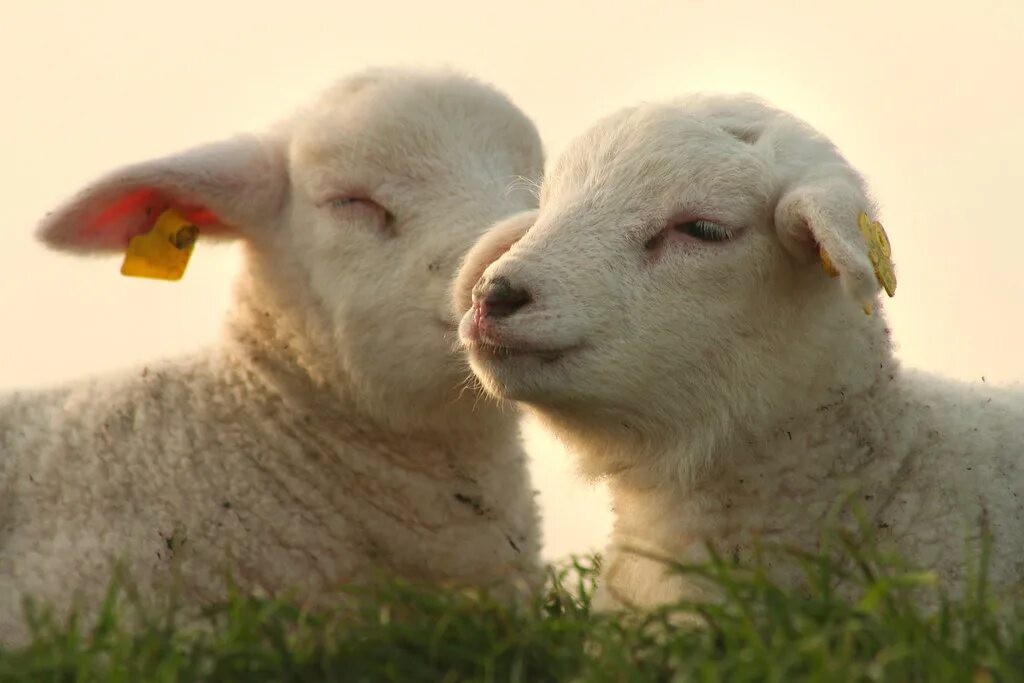 Ягненок. Милые овцы. Милые ягнята. Две овечки.
