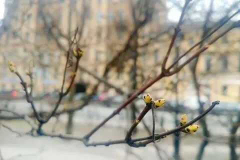 Почки зима