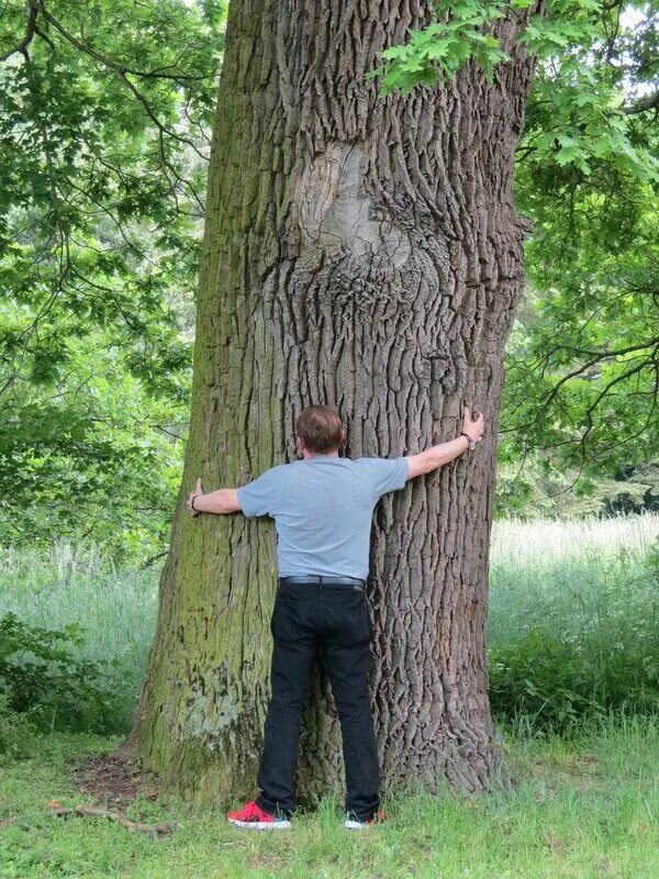 Дендрофилия. Дендрофилия и арборфилия. Люди с влечением к дереву. Дендрофил. Дендрофил.