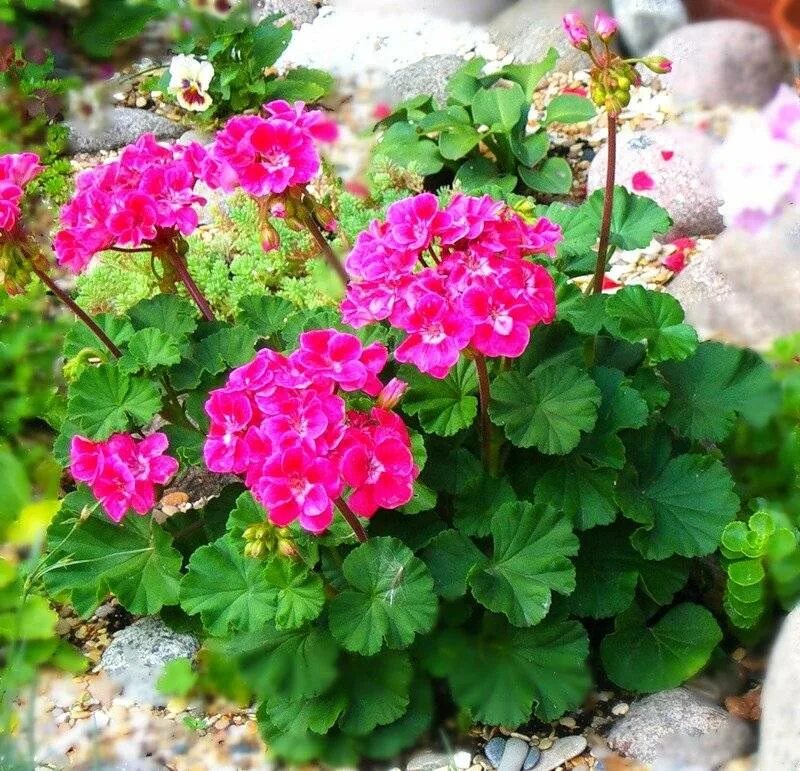 Purple Geranium Flowers in Bloom