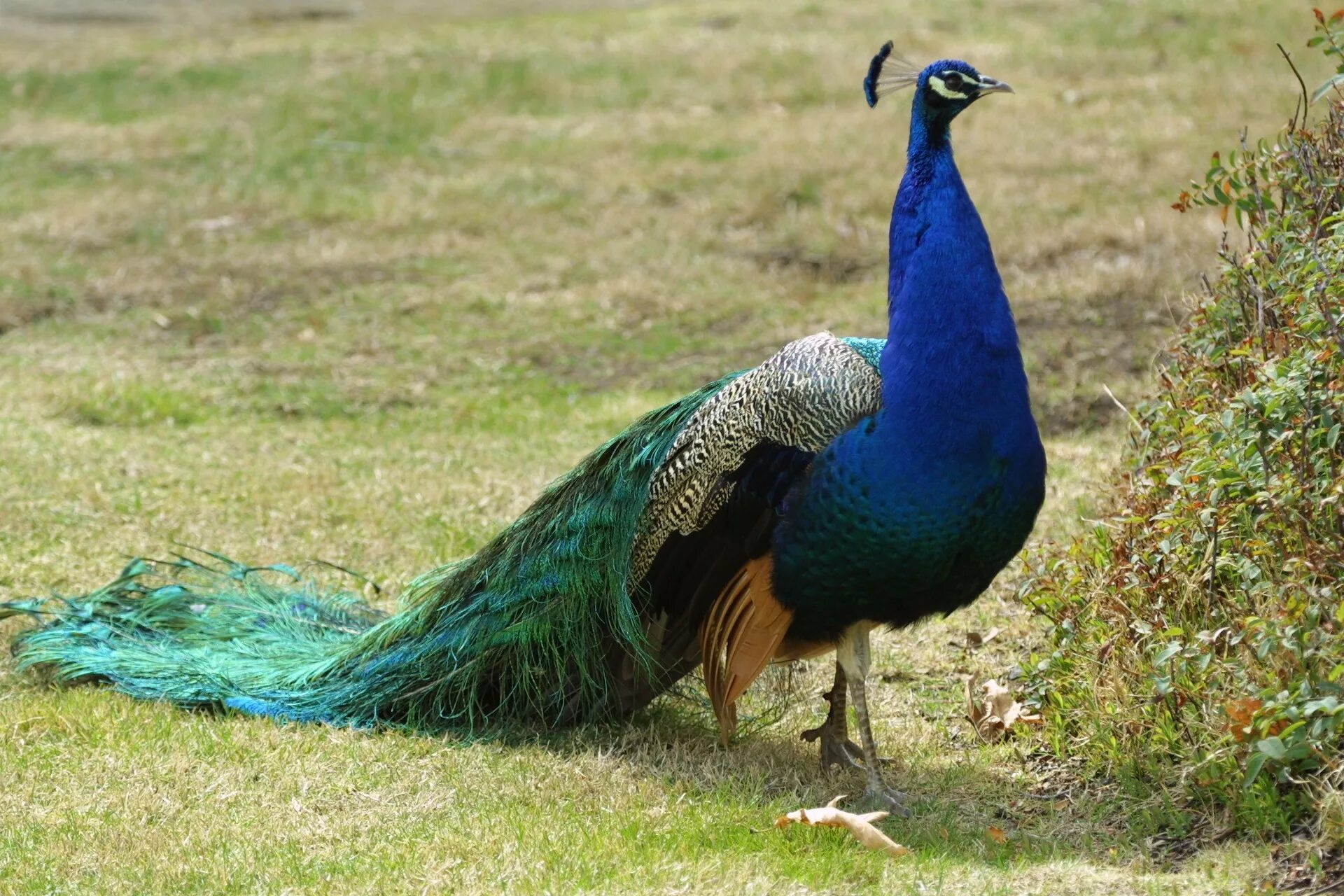 National bird. Борнейский павлиний фазан. Черноплечий Павлин. Павлиний фазан Аргус. Павлин и фазан.