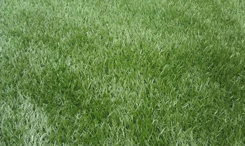 Grass like