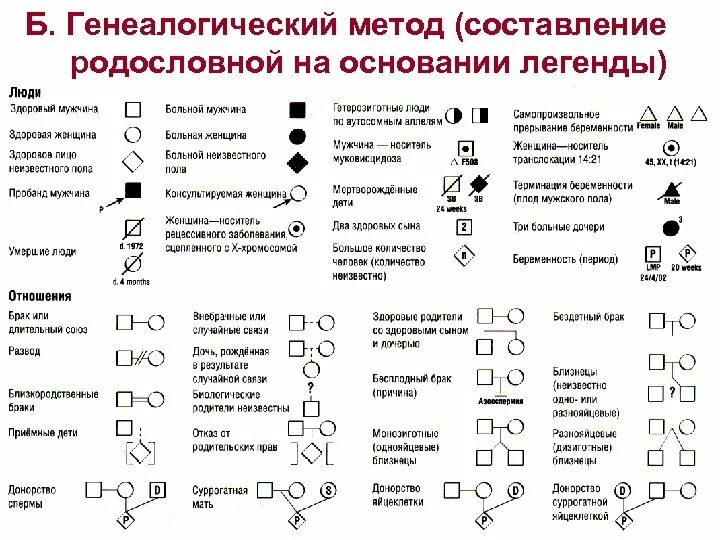 Условные обозначения в генеалогическом древе