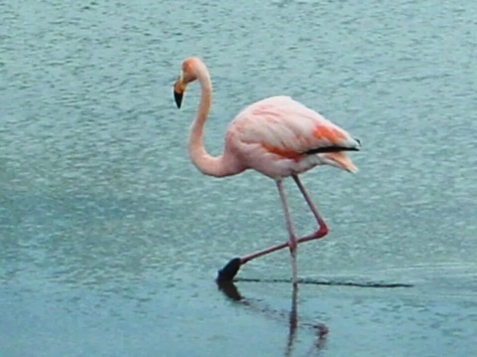 Фламинго абхазия