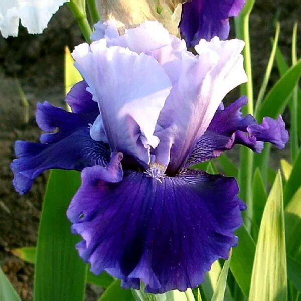 ирис карликовый сорт черри гарден. ирис карликовый сорт черри гарден. саттон сша ирисы. ирис карликовый сорт черри гарден. ирис аффаир.