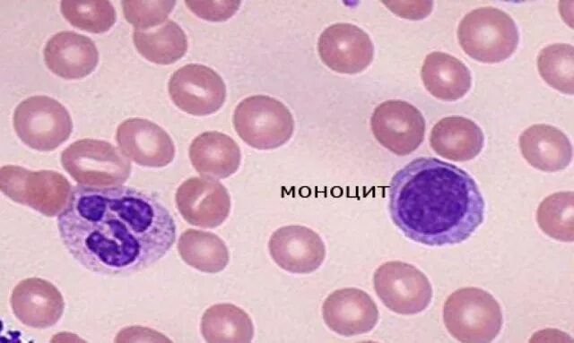 Пролиферация моноцитов