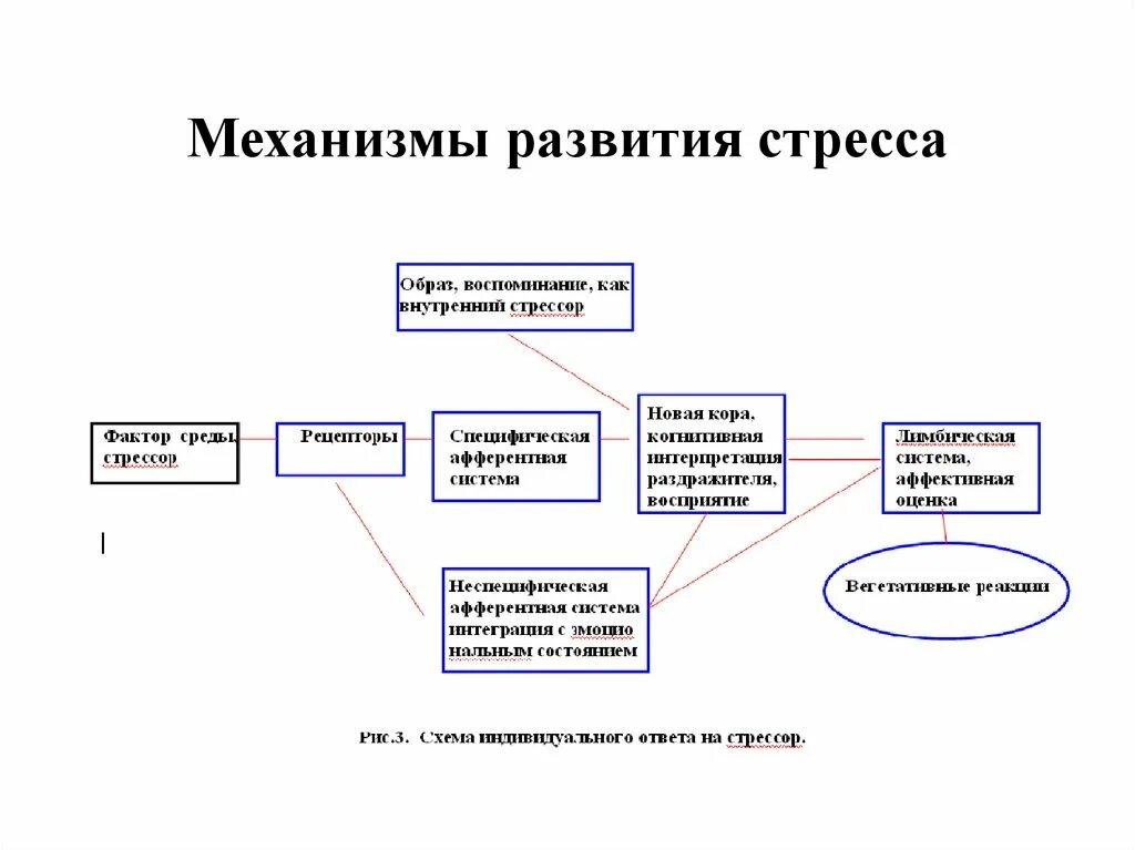 Механизм развития стресс-реакции стадии. Стресс стадии механизм развития проявления. Стадии развития стресса патофизиология. Схема развития стрессовой реакции. Механизмы развития стресса