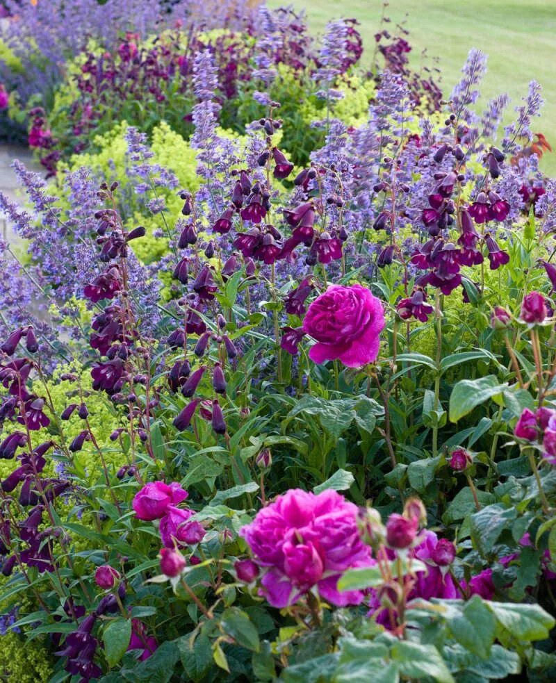 Шалфей сочетание с другими цветами Pin by Sarah Rabdau on Plant combinations Lavender companion plants, Perennial g